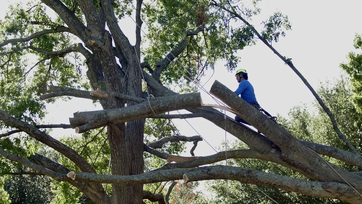 Professional Crown Thinning performed by certified arborists in Simsboro